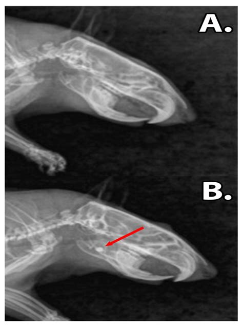 Systemic and Local Biocompatibility Assessment of Graphene Composite ...