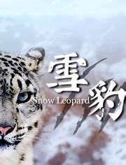 雪豹-电视剧-高清在线观看-hao123影视