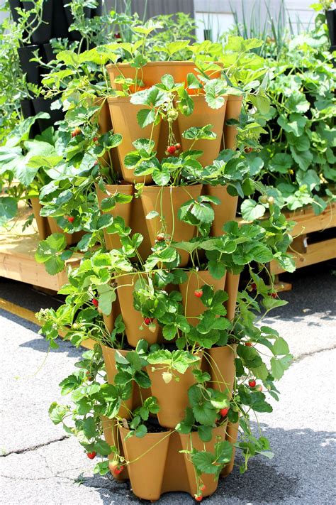 Vertical Strawberry Planter