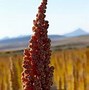 Image result for angiosperms
