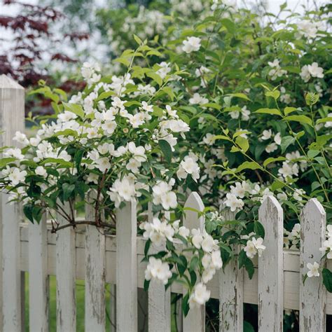 How to Plant and Grow Mock Orange