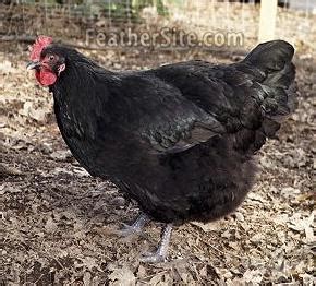 Image result for Miottled Java Chicken