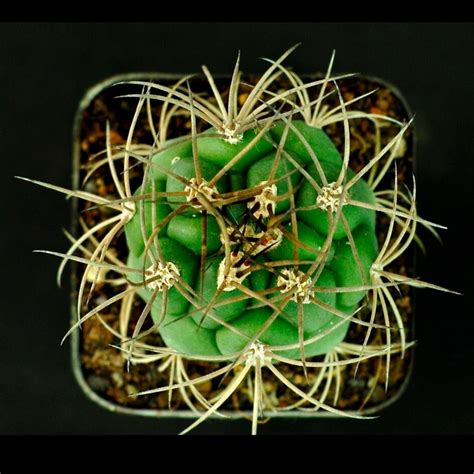 Gymnocalycium Saglionis Cactus Seeds
