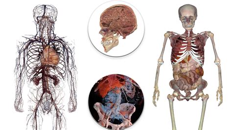 Image result for Human Dissection Tutorial