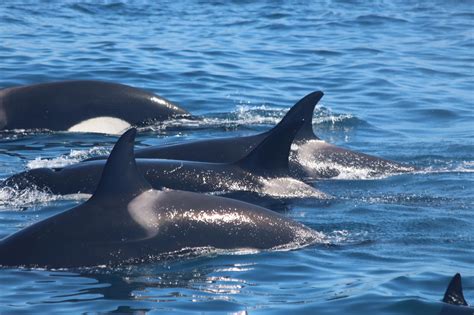 Orcas (Schwertwale) in der Straße von Gibraltar beobachten