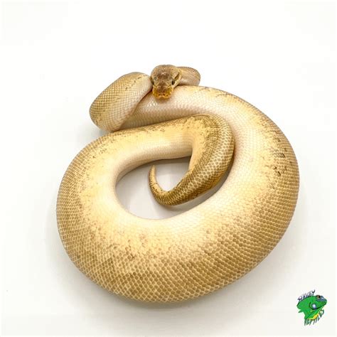 White Ball Python 的图像结果