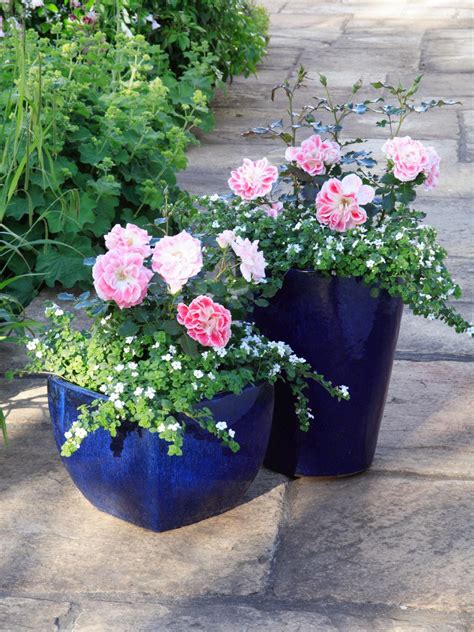 Outdoor Rose Containers at Sebastian Queale blog