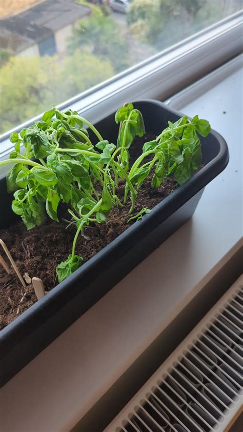 Basil bought three days ago : r/plantclinic