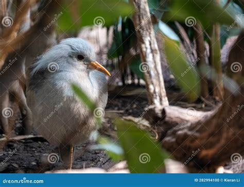 Kagu Bird, Rhynochetos Jubatus, Crested, Long-legged, And Bluish-grey Bird Endemic Mountain ...