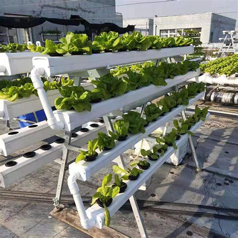 NFT Hydroponics 的图像结果