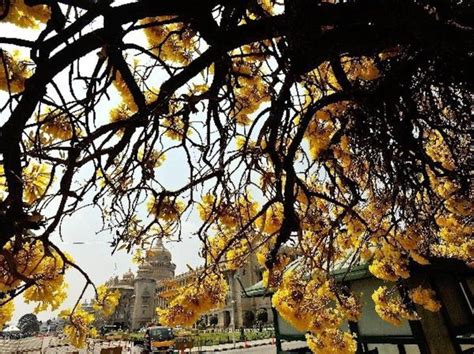 [Photos] Amid Lockdown, Spring Has Finally Arrived In India - MobyGeek.com