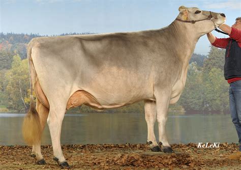 How Tall Do Brown Swiss Cows Get at Michael Hammons blog