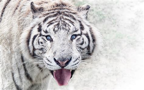 Siberian White Tiger 4K Wallpapers | HD Wallpapers | ID #30367