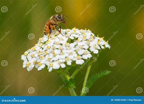 Western Honey Bee - Apis Mellifera Stock Photo - Image of ontario ...