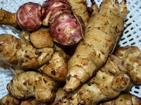 Raw Edible Plants: Jerusalem artichoke (Helianthus tuberosus)