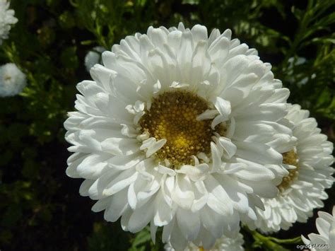 Illumined transparency : spiritual meaning of flower