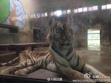 网友曝光天津动物园一老虎骨瘦如柴-搜狐新闻