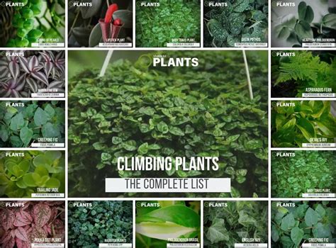 Explore Various Types Of Vivarium Plants | Bantam.Earth