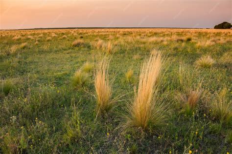 Premium Photo | Pampas grass landscape at sunset la pampa province ...