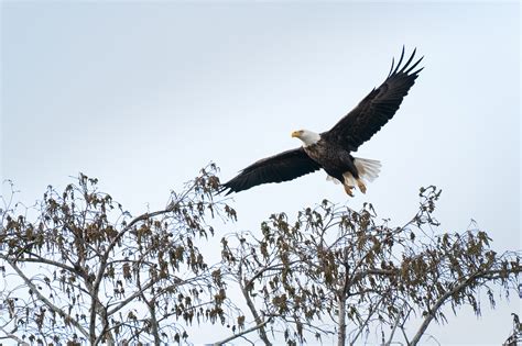 Louisiana swamp eagles photography tour | The Heart of Louisiana