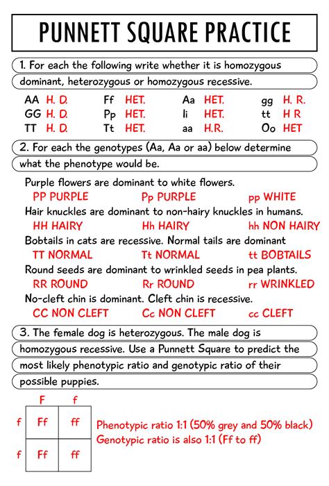 Punnett Squares Practice Worksheet
