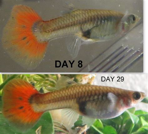 Bildergebnis für pregnant+pregnant+fish