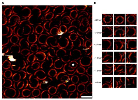 Hexameric-Based Hierarchy in the Sizes of a Cytolysin Pore-Forming Complex