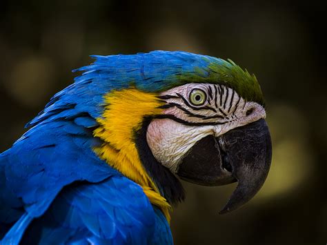 Picture Ara (genus) bird Parrots Beak Blue Head animal 1600x1200