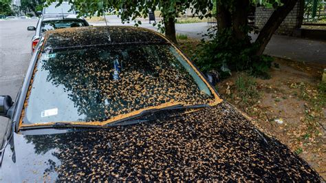 Image result for Exploding SAP Tree