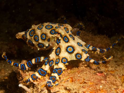 The Most Dangerous Creatures in Australia - untravel Blog