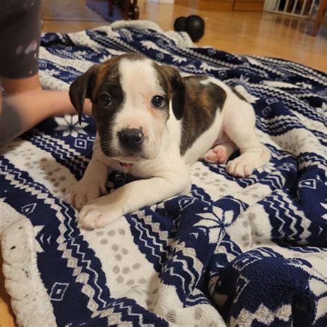 White Boxer Lab Mix Puppies