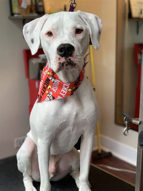 Pet Grooming - Chicago, IL - Buds N’ Suds