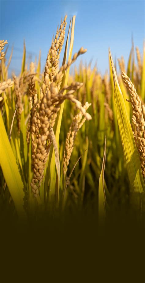 大农业 的图像结果