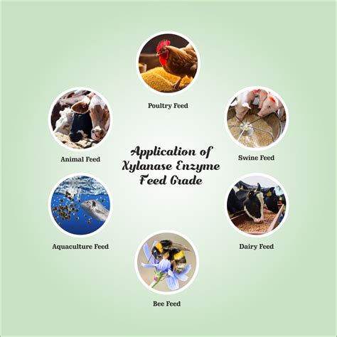 Buy Xylanase Enzyme Powder at Best Price | Online Ingredients