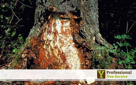 Image result for Tree Rot Infection