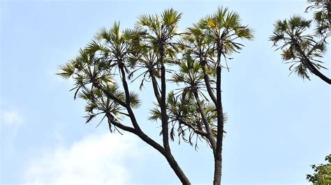 Bhabha Atomic Research Centre ( BARC ), Department of Atomic Energy ...