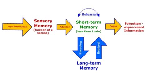 Image result for Transactive Memory Quizlet