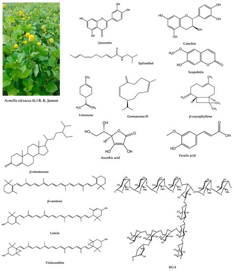 Bioactive Compounds of Jambu (Acmella oleracea (L.) R. K. Jansen) as ...