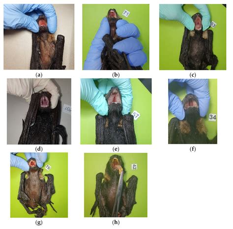 Cleft Palate Syndrome in the Endangered Spectacled Flying Fox (Pteropus ...