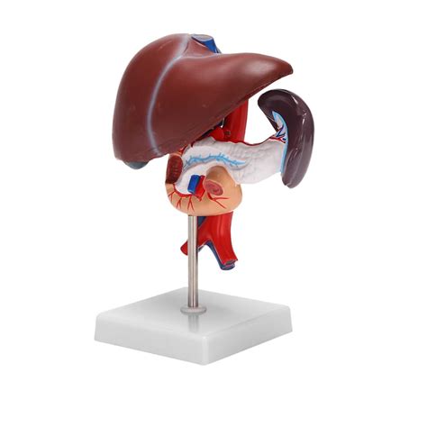 Buy Human Liver Pancreas Duodenum Anatomical Anatomy Model Model Life ...