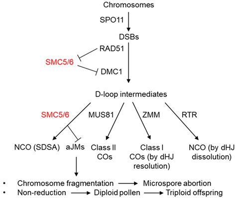 Multiple Roles of SMC5/6 Complex during Plant Sexual Reproduction