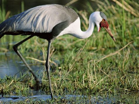 Download wallpaper 1400x1050 stork, grass, swamp, legs, color, african ...