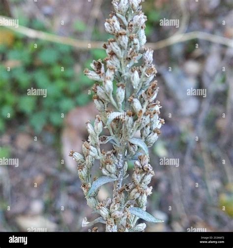 California mugwort (Artemisia douglasiana Stock Photo - Alamy