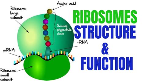 Image result for Ribosomes Structure and Function