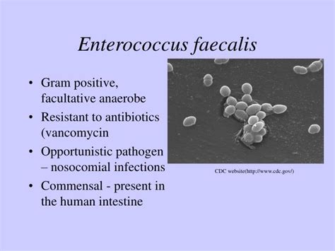 Image result for Enterococcus Faecalis Hemolytic Activity