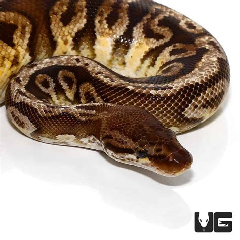 Image result for Inferno Ball Python