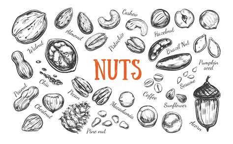 Collection of nuts and seeds isolated on white | Premium Vector