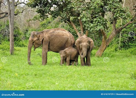 Families In The Wild Elephant - family of elephants