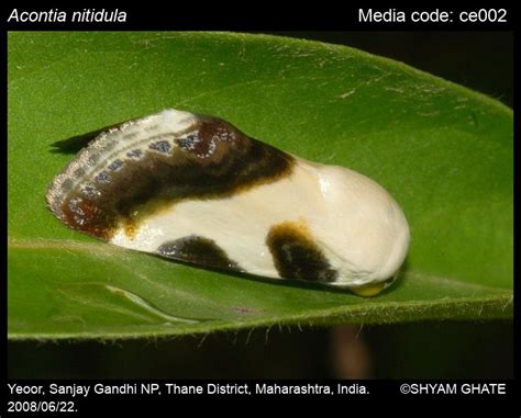 Acontia nitidula (Fabricius, 1787) - | Moths