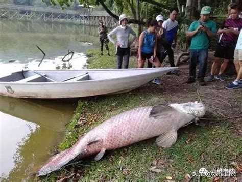 中国淡水鱼图片大全 _排行榜大全